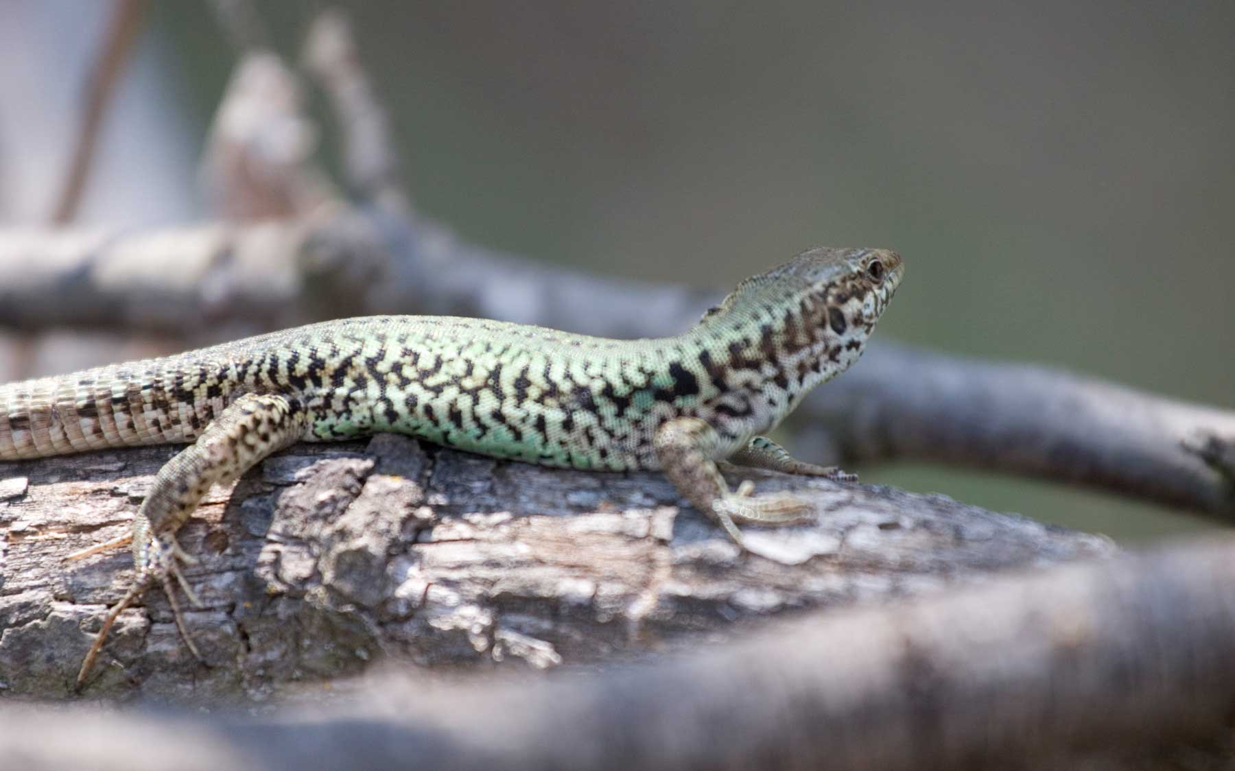 Podarcis g. gaigeae
